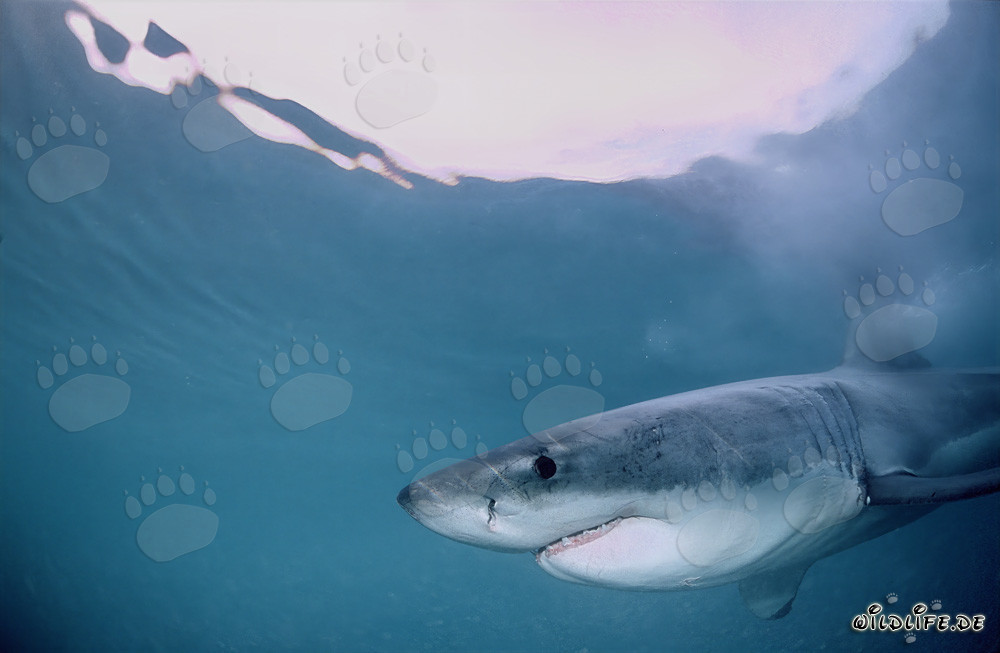 Apparition d'un majestueux grand requin blanc au large de Gansbaai