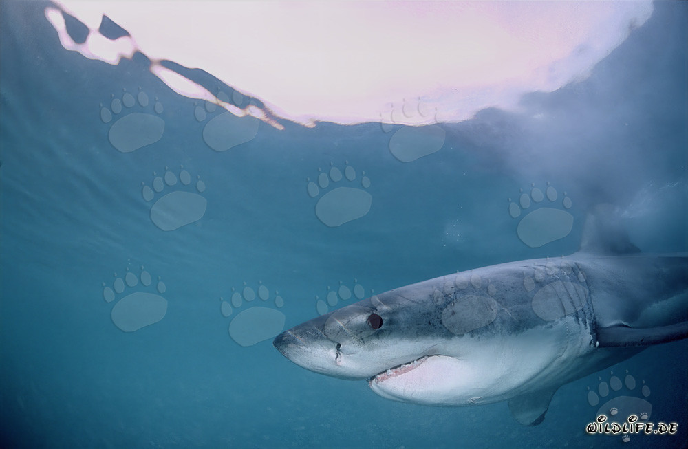 Majestic Great White Shark emerging off the coast of Gansbaai