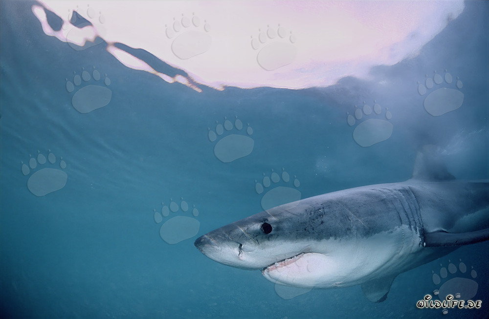 Emergono le sagome di un maestoso squalo bianco al largo di Gansbaai