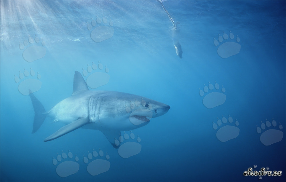 Gran tiburón blanco cazando bajo el señuelo de pescado