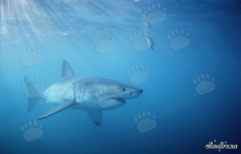 Grand requin blanc chasse sous le leurre de poisson