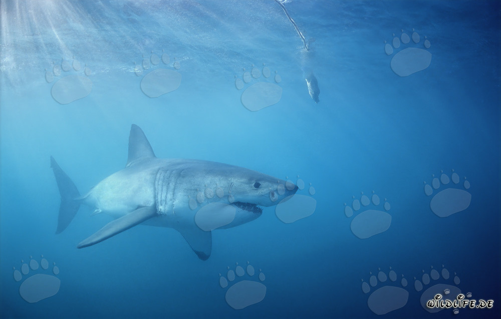 Grande squalo bianco insegue sotto l'esca di pesce