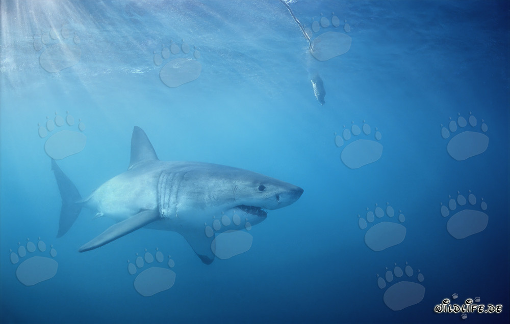Great White Shark hunting below the baitfish