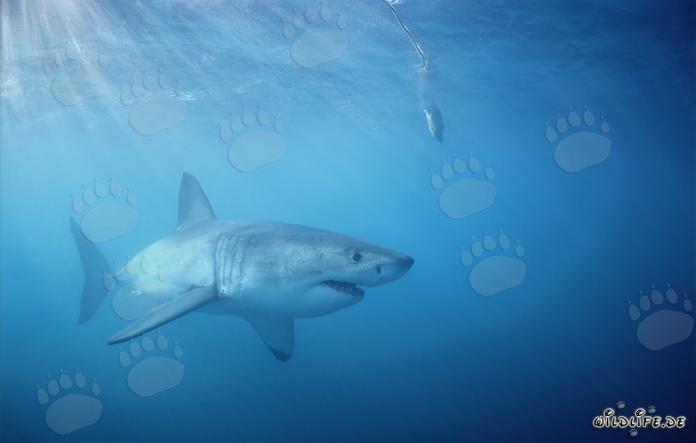 Großer Weißer Hai jagt unterhalb des Fischkoeders