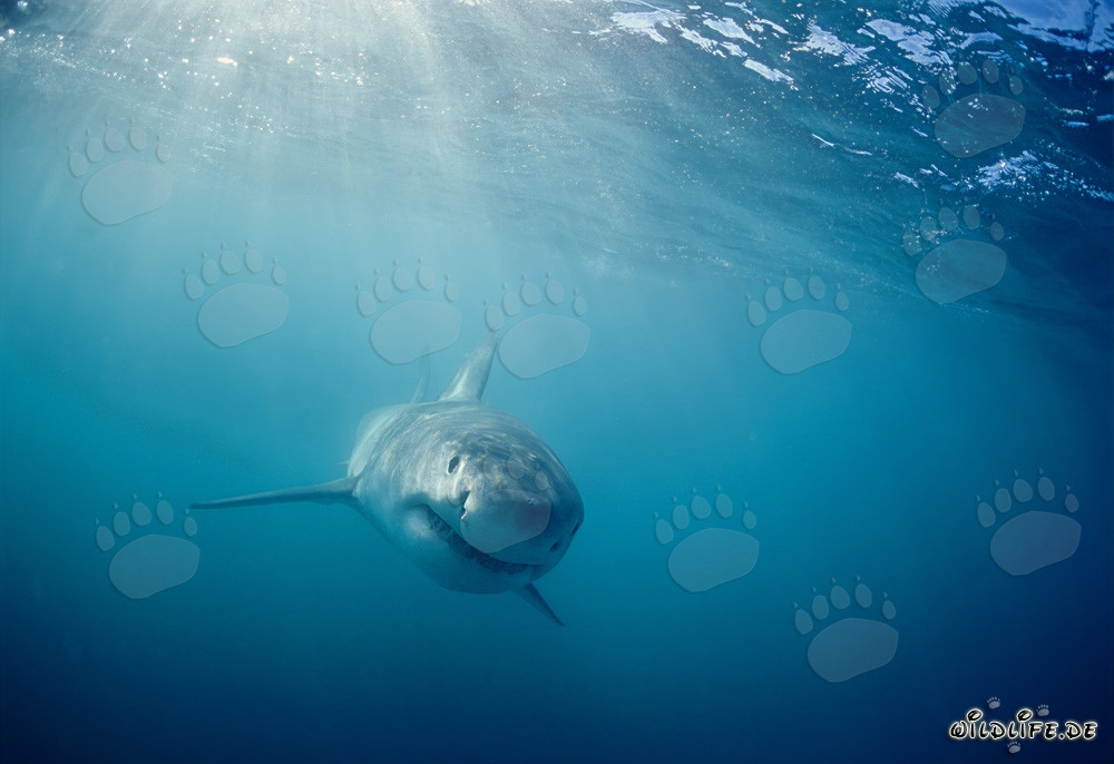 Curious Baby Great White Shark (Carcharodon carcharias)