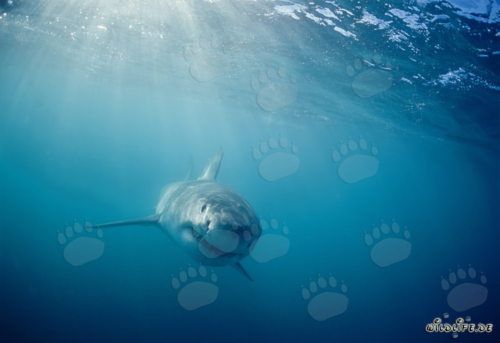 Neugieriges Baby Weißer Hai (Carcharodon carcharias)