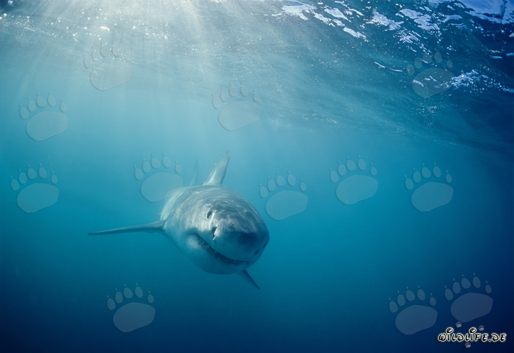 Bebé Tiburón Blanco Curioso (Carcharodon carcharias)