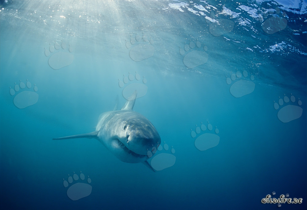 Cucciolo di Squalo Bianco Curioso (Carcharodon carcharias)