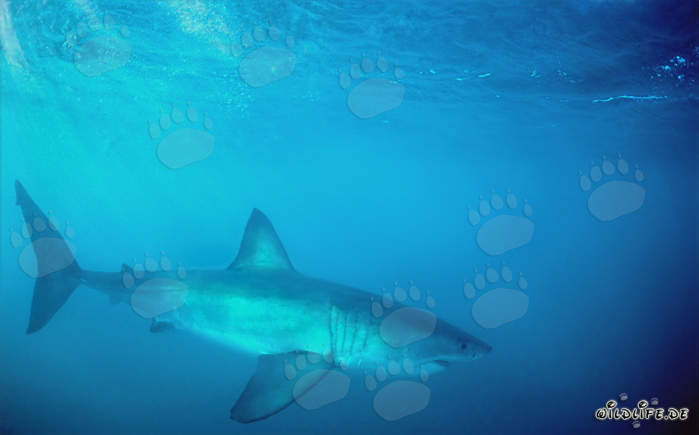 Le Grand Requin Blanc