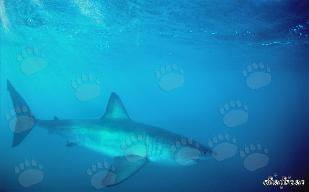 Fascinating Predator: The Great White Shark