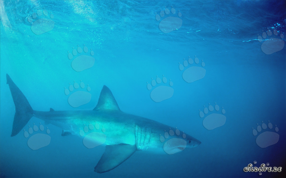 Affascinante Squalo Bianco