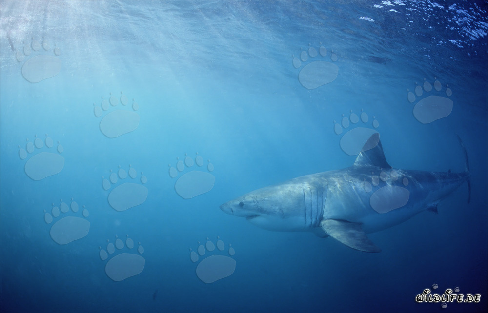Menacing Great White Shark on the Hunt off the Coast of South Africa