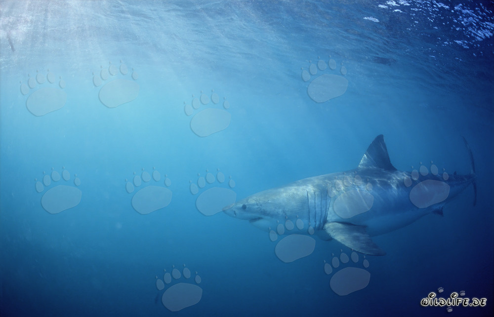 Requin blanc menaçant à la recherche de proies au large des côtes sud-africaines