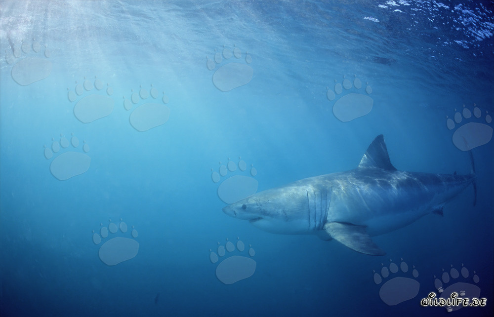 Squalo Bianco minaccioso alla ricerca di prede al largo della costa sudafricana