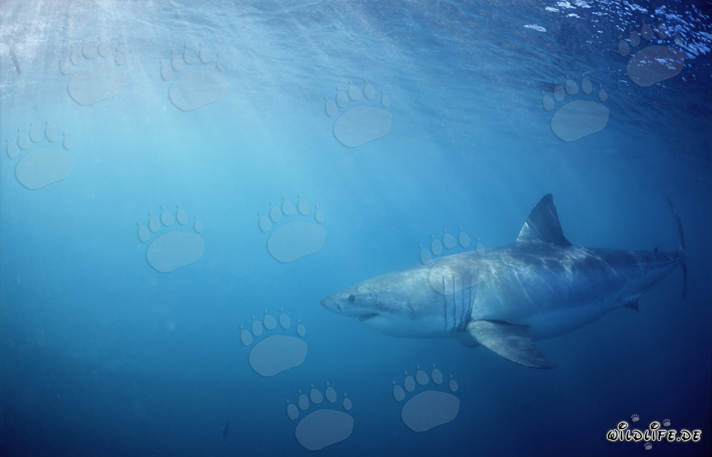 Amenazante Gran Tiburón Blanco en busca de presas frente a la costa de Sudáfrica