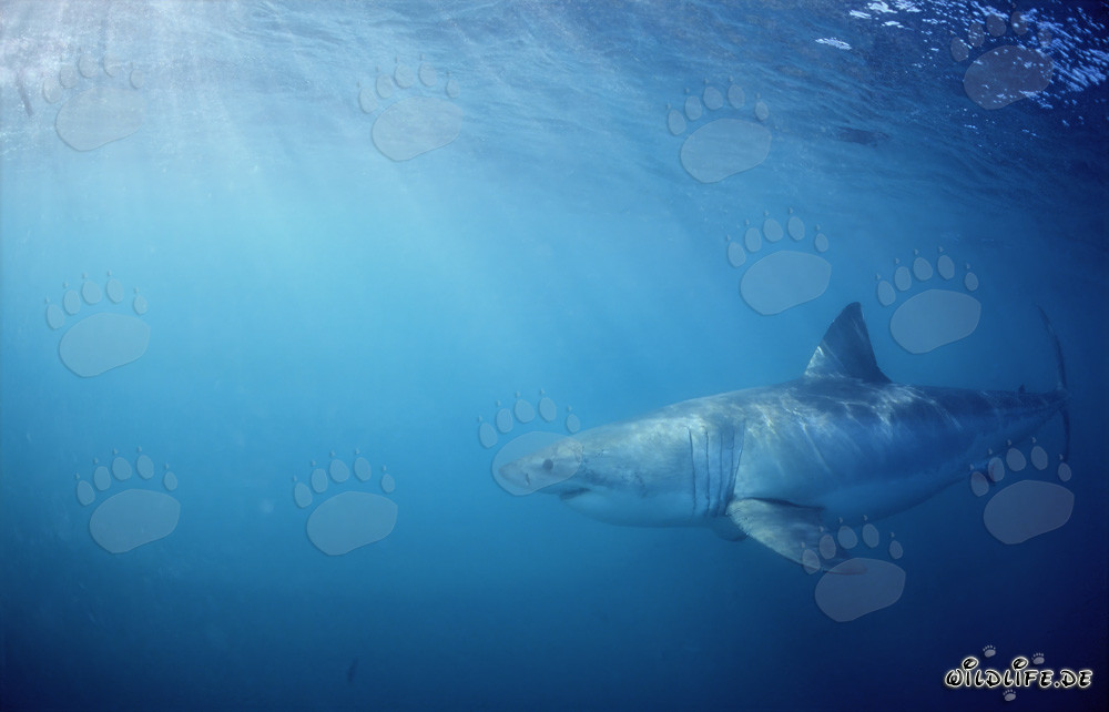 Bedrohlicher Weißer Hai auf Beutesuche vor der Küste Südafrikas