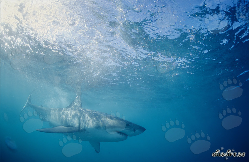 Grand requin blanc chassant sa proie au large des côtes sud-africaines