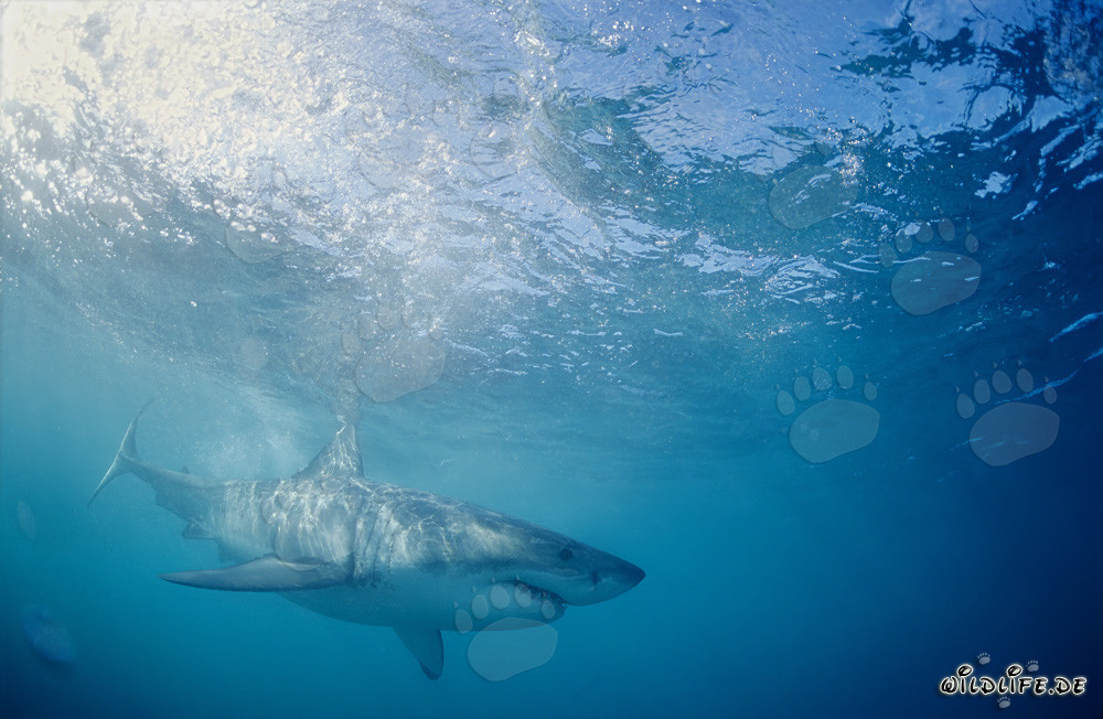 Grande squalo bianco in caccia di prede al largo delle coste sudafricane
