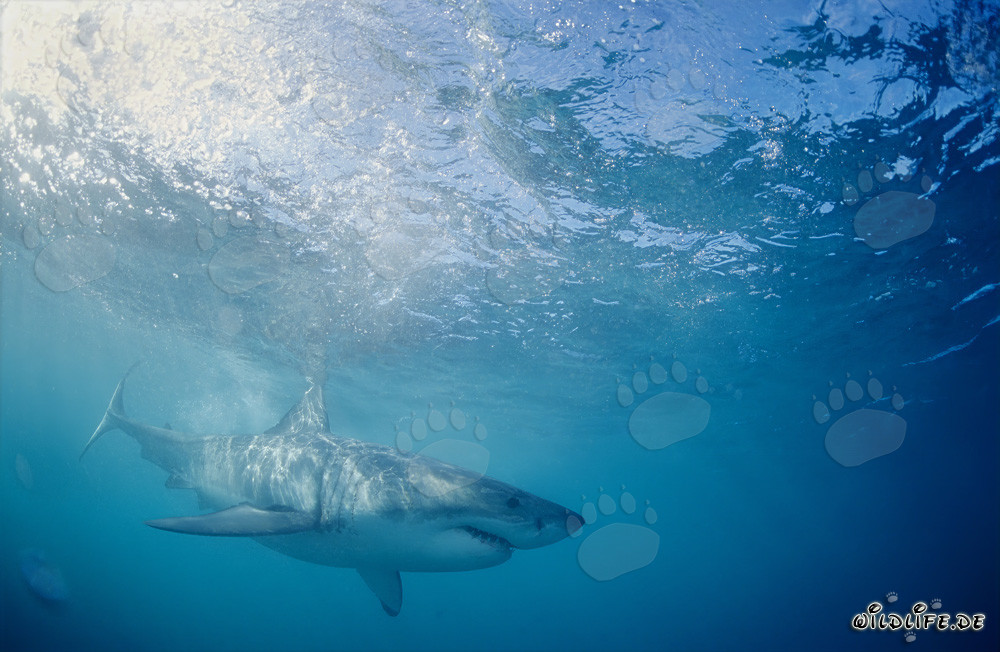 Great White Shark hunting for prey off the coast of South Africa