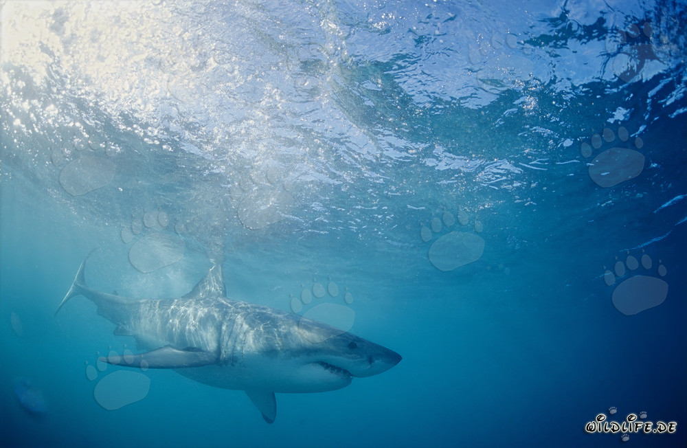 Großer Weißer Hai auf der Jagd nach Beute vor der Küste Südafrikas