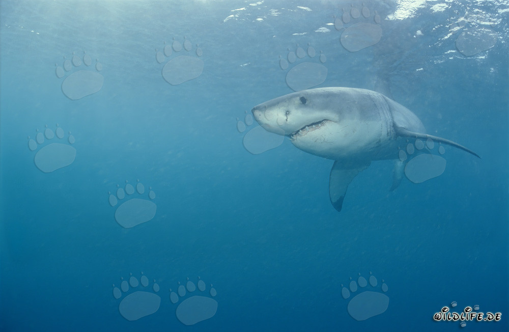 Gran tiburón blanco - majestuoso depredador marino