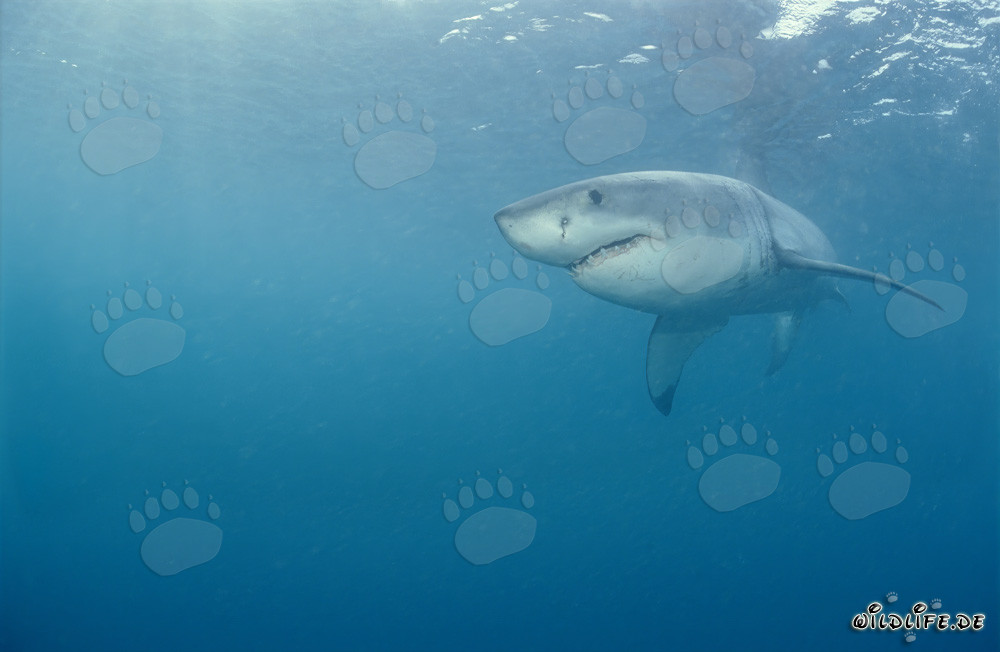 Grand requin blanc - majestueux prédateur marin
