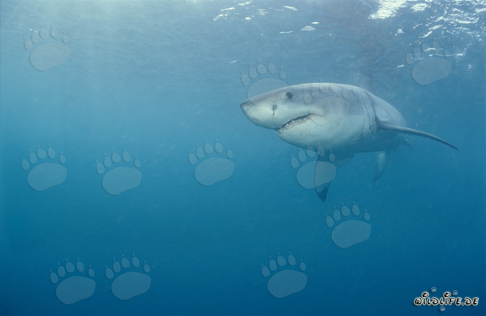 Grande squalo bianco - maestoso predatore marino