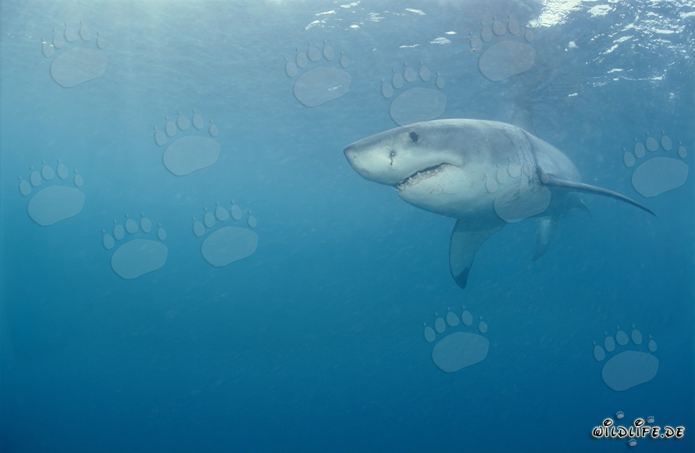Great White Shark - a majestic ocean predator