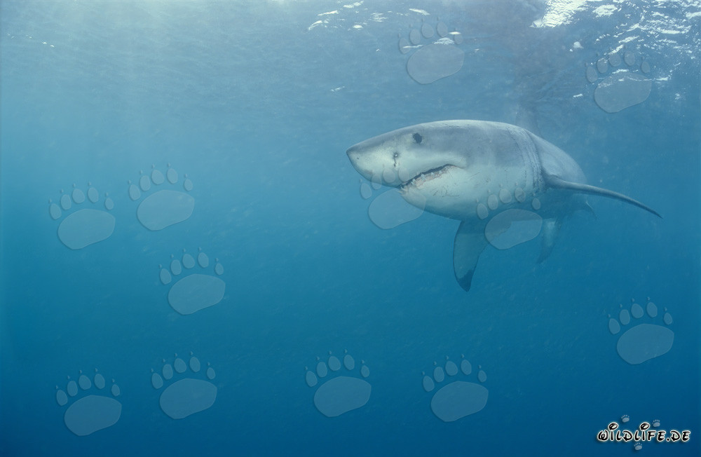 Großer Weißer Hai - majestätisches Meeresraubtier