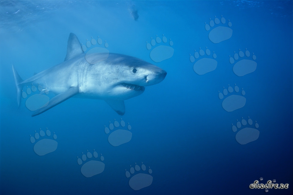 Impressionnant Grand Requin Blanc chasse près de l'île Dyer en Afrique du Sud