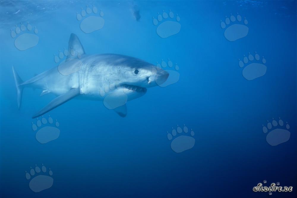 Impressive Great White Shark hunting near Dyer Island in South Africa
