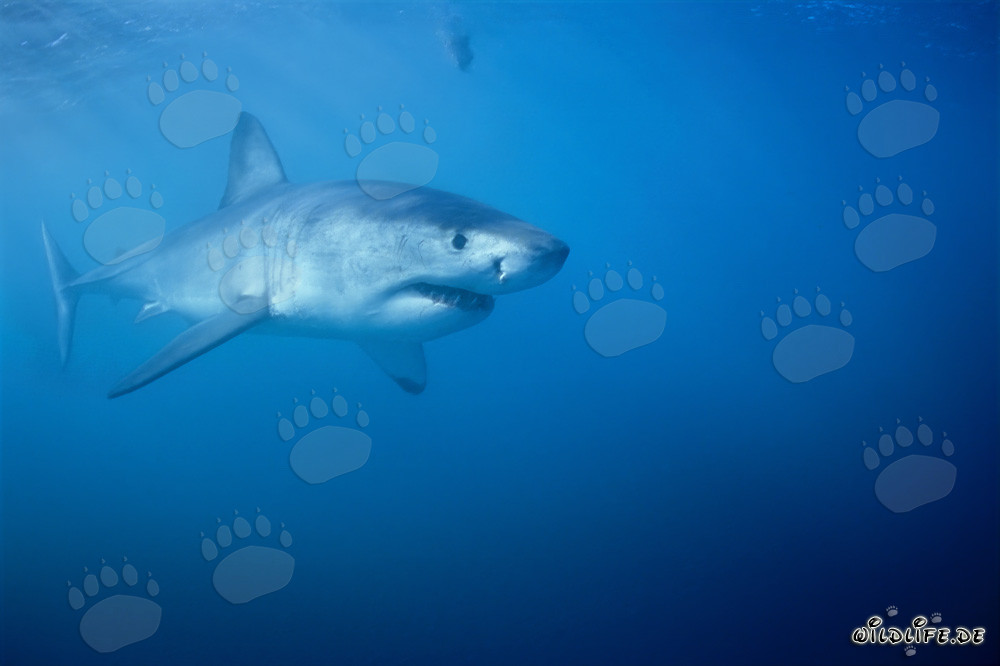Imponente Squalo Bianco caccia vicino all'isola Dyer in Sudafrica