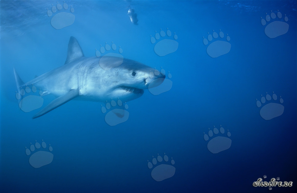 Requins blancs : géants majestueux des océans