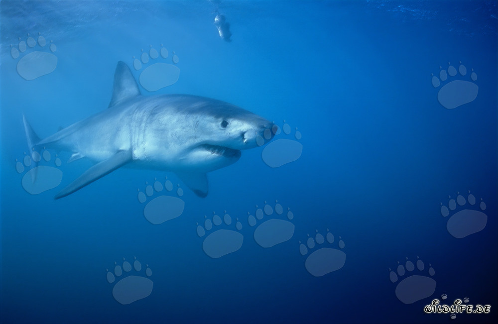 Squali bianchi: Giganti maestosi degli oceani