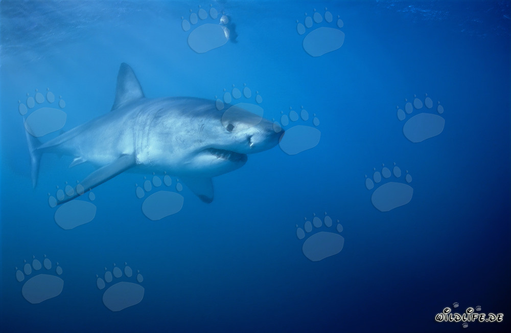 Tiburones blancos: Majestuosos gigantes de los océanos