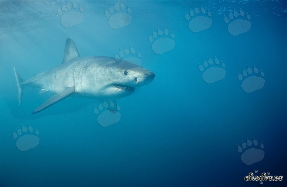 Great White Shark searching for prey