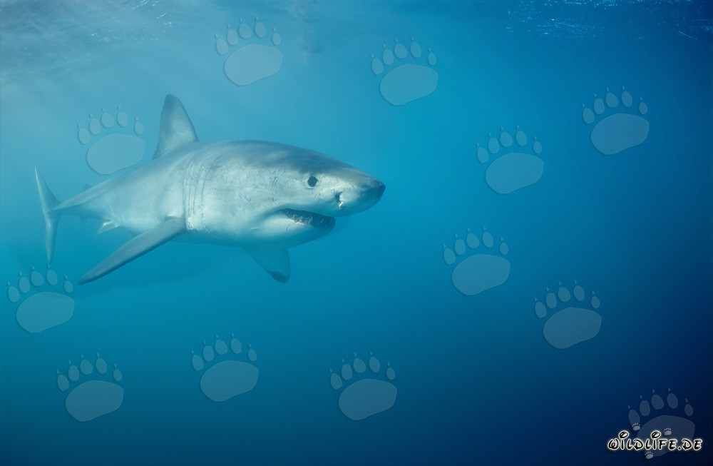Gran tiburón blanco en busca de presas