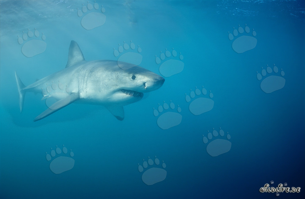 Grande squalo bianco alla ricerca di prede