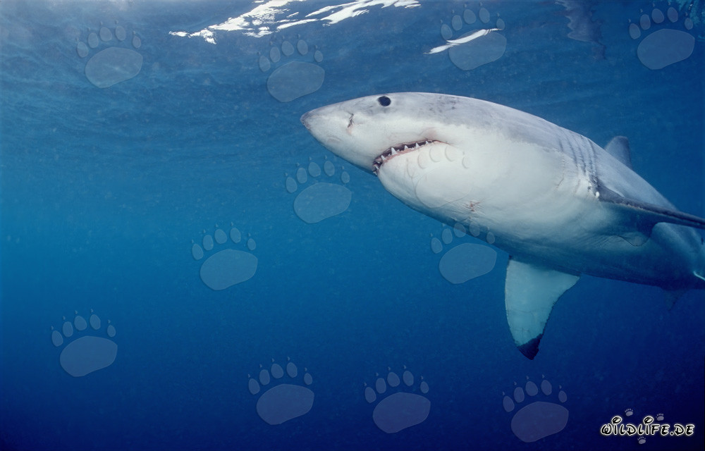 Grand requin blanc nageant vu de dessous au large de la côte sud-africaine