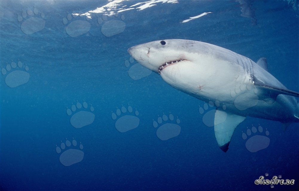 Impressive Great White Shark swimming from below off the coast of South Africa