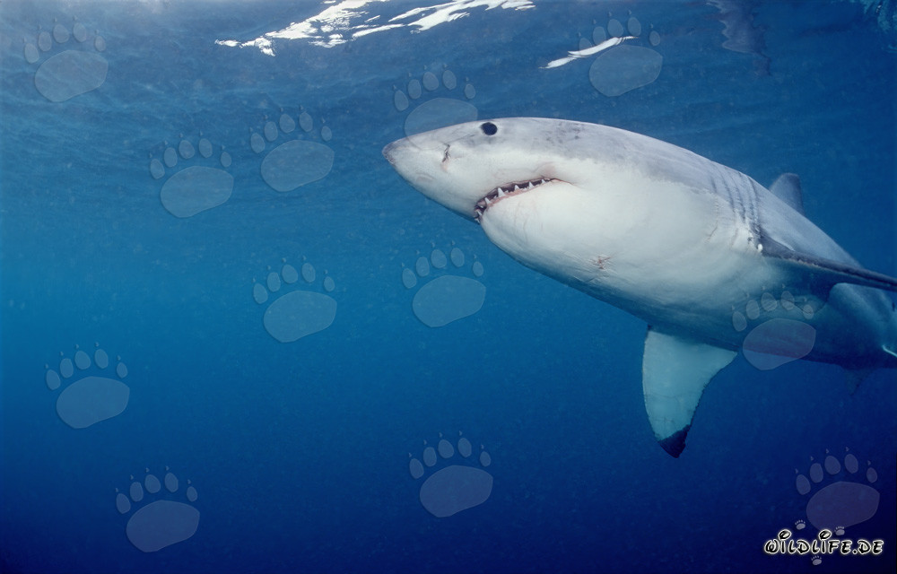 Imponente squalo bianco nuotante visto dal basso al largo della costa sudafricana