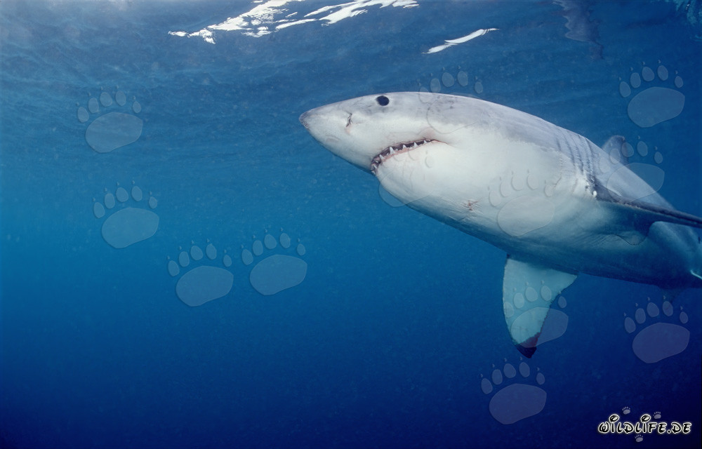 Impresionante tiburón blanco nadando desde abajo frente a la costa de Sudáfrica
