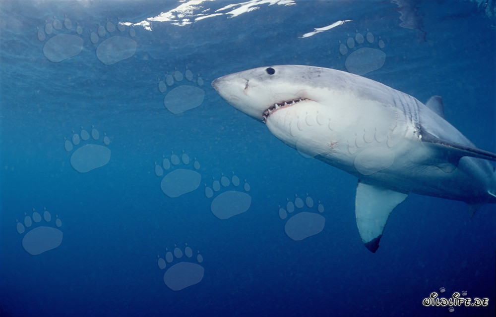 Imposanter Weißer Hai von unten schwimmend vor der Küste Südafrikas