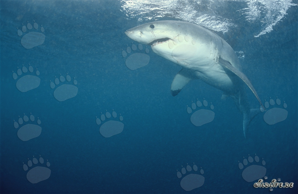 Grand requin blanc légendaire : prédateur fascinant des mers