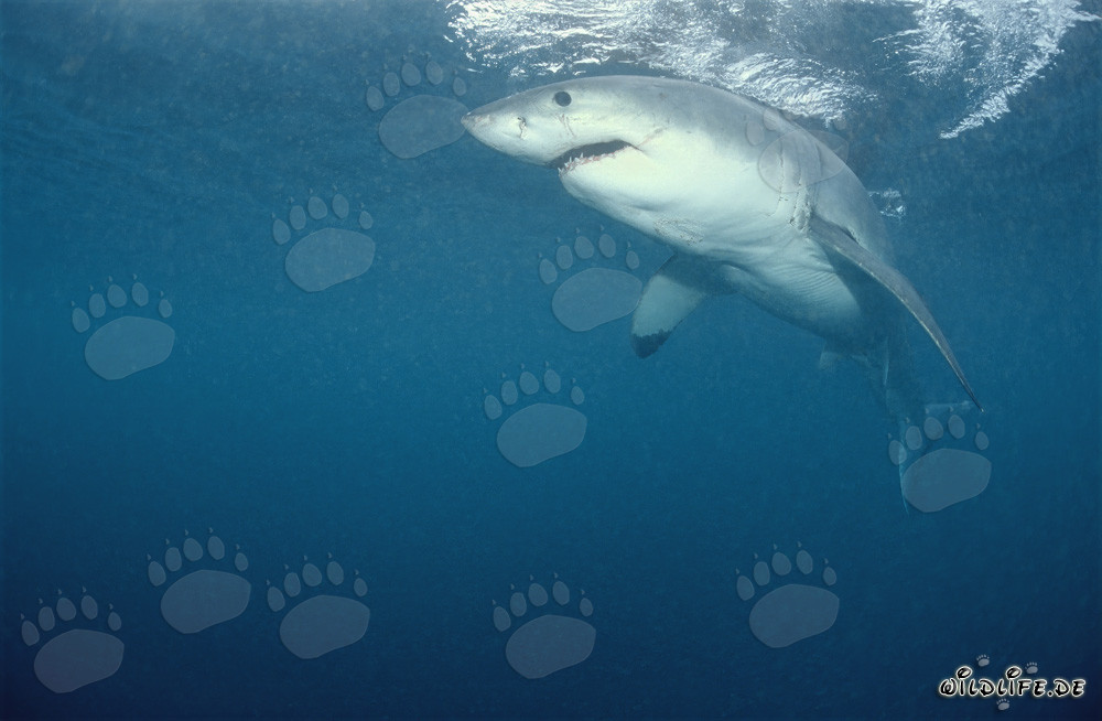 Legendary Great White Shark: Fascinating Predator of the Seas