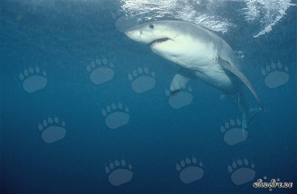 Tiburón blanco legendario: depredador fascinante de los mares
