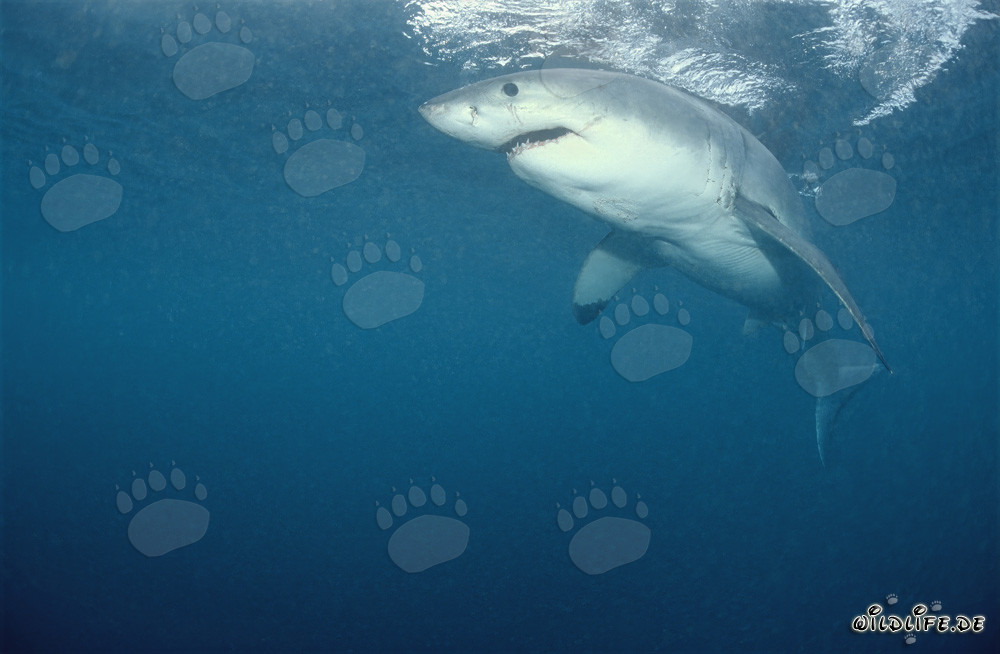 Legendaerer Weißer Hai: Faszinierendes Raubtier der Meere