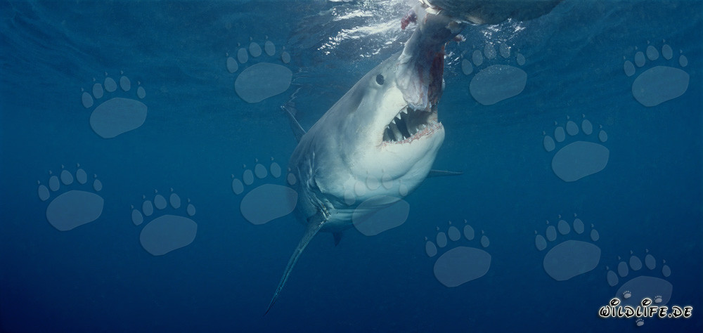 Grand requin blanc prêt à mordre