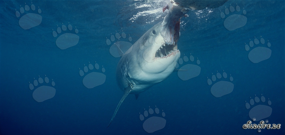 Great White Shark moments before the bite