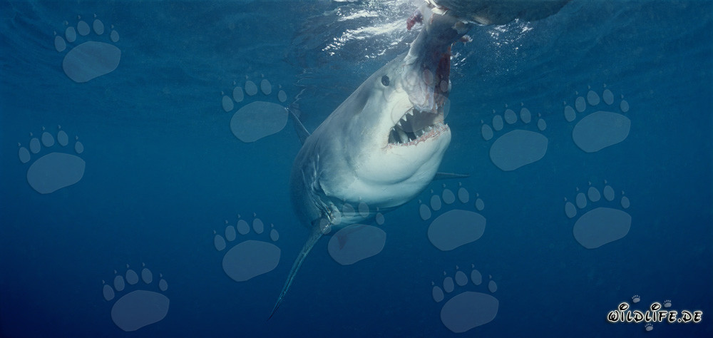 Squalo bianco pronto a mordere